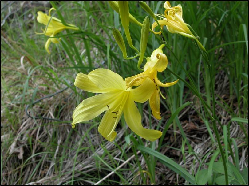 Hemerocallis lilioasphodelus / Giglio dorato